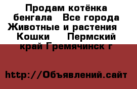 Продам котёнка бенгала - Все города Животные и растения » Кошки   . Пермский край,Гремячинск г.